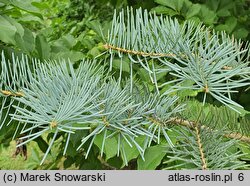 Abies concolor Violacea