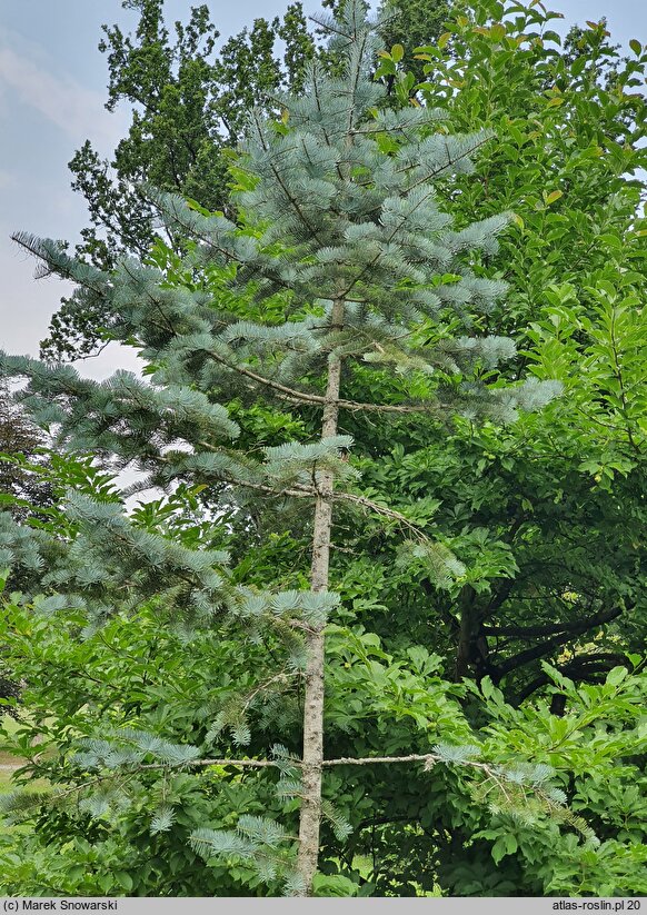 Abies concolor Violacea