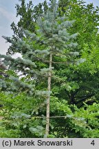 Abies concolor Violacea