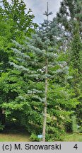 Abies concolor Violacea