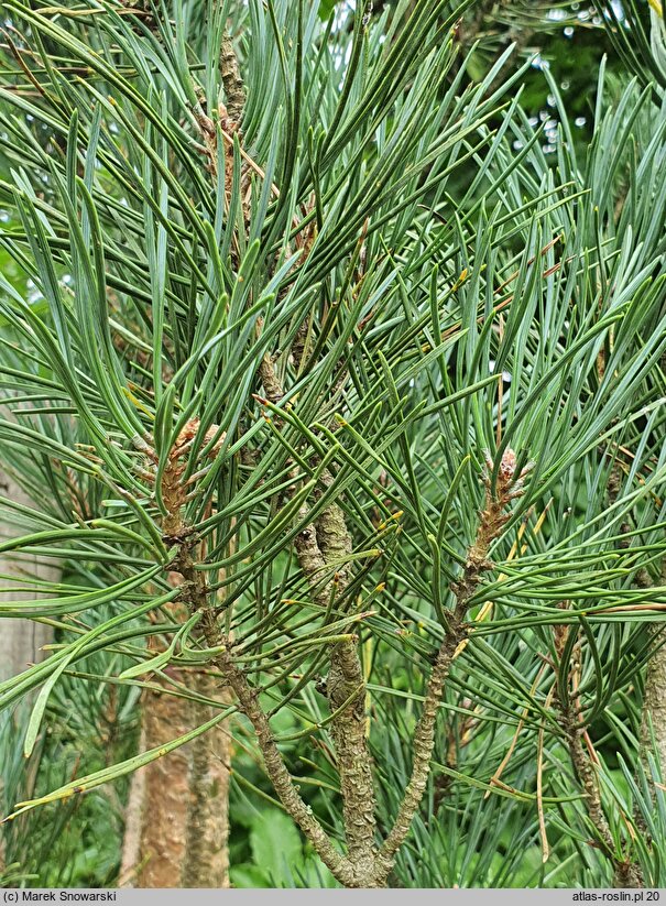 Pinus sylvestris Fastigiata