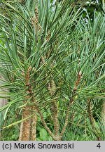 Pinus sylvestris Fastigiata