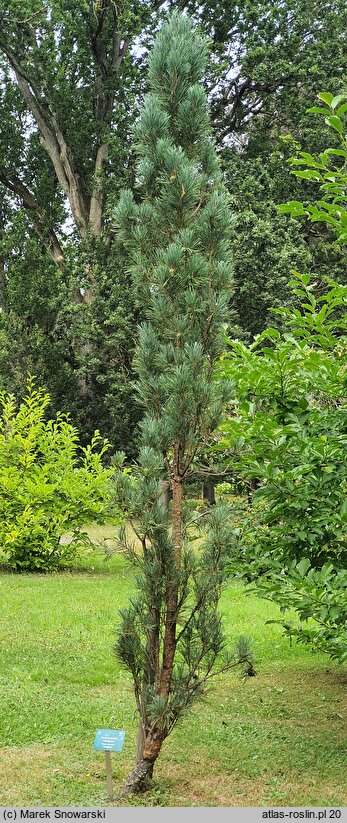 Pinus sylvestris Fastigiata