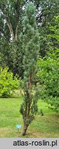 Pinus sylvestris Fastigiata