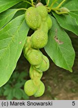 Magnolia kobus (magnolia japońska)