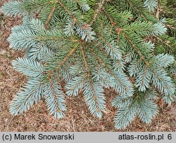 Picea pungens Białobok