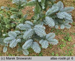 Abies procera Glauca