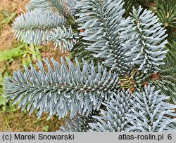 Abies procera Glauca