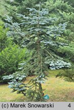 Abies procera Glauca