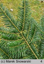 Abies grandis (jodła olbrzymia)