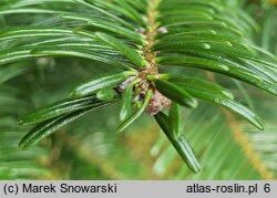 Abies grandis (jodła olbrzymia)