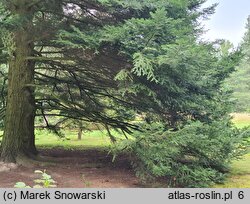 Abies grandis (jodła olbrzymia)