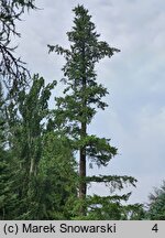 Pseudotsuga menziesii (daglezja zielona)