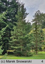 Abies balsamea (jodła balsamiczna)