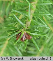 Abies balsamea (jodła balsamiczna)