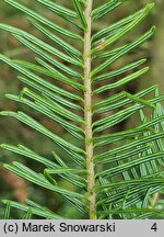 Abies balsamea (jodła balsamiczna)