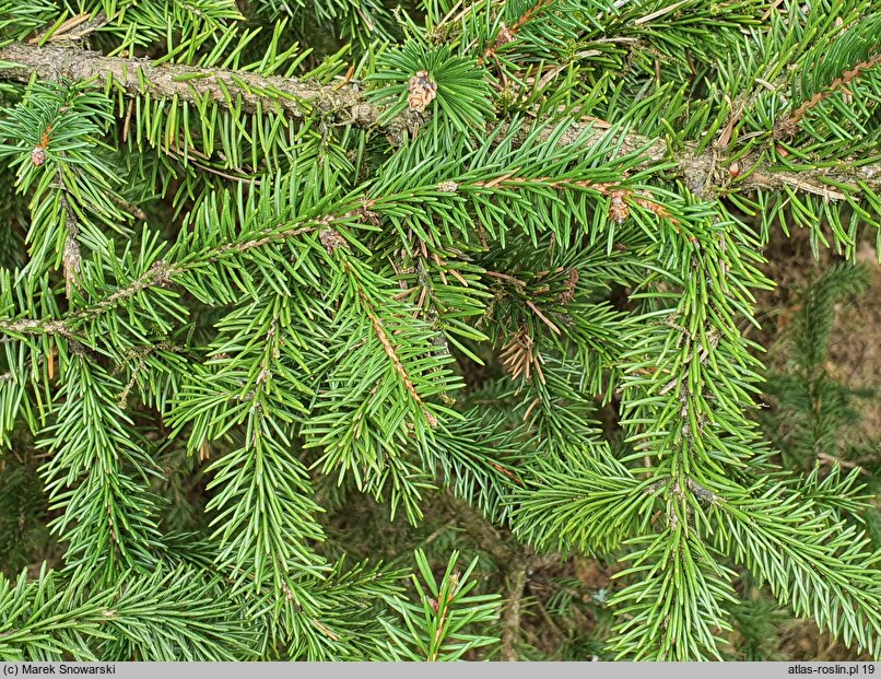 Picea koyamae (świerk Koyamy)