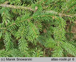 Picea koyamae (świerk Koyamy)