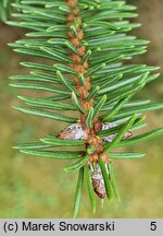 Picea koyamae (świerk Koyamy)