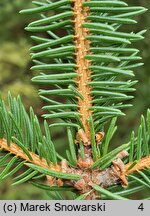 Picea koyamae (świerk Koyamy)