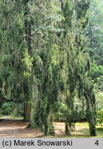 Picea abies Pendula