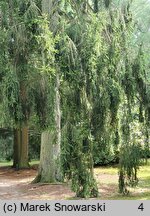 Picea abies Pendula