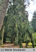 Picea abies Pendula