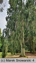 Picea abies Pendula