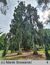 Picea abies Pendula