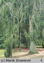 Picea abies Pendula