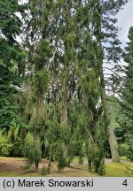 Picea abies Pendula