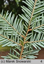 Tsuga heterophylla (choina zachodnia)