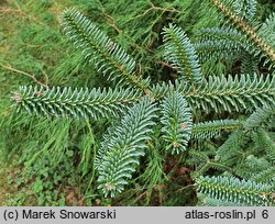 Abies pinsapo Glauca