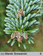 Abies pinsapo Glauca