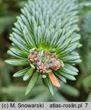 Abies pinsapo Glauca