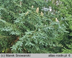 Abies pinsapo Glauca