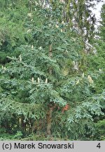 Abies pinsapo Glauca