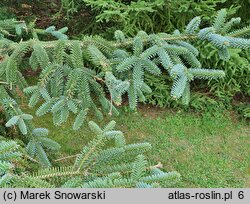 Abies pinsapo Glauca