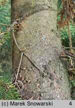 Abies pinsapo Glauca