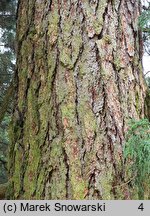 Larix sibirica (modrzew syberyjski)