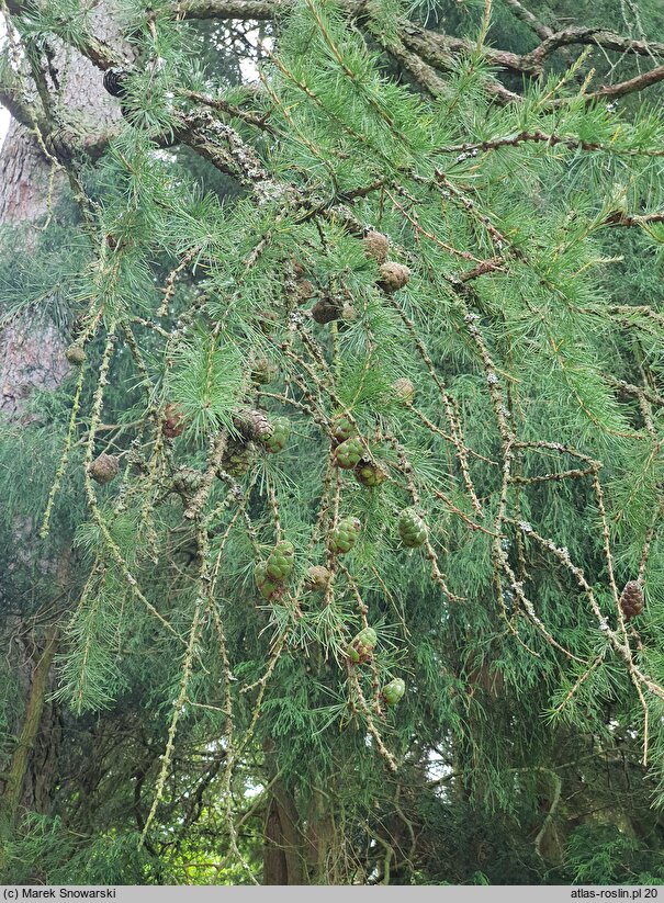 Larix sibirica (modrzew syberyjski)