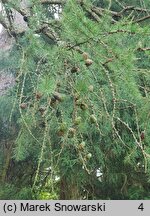 Larix sibirica (modrzew syberyjski)