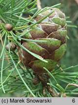 Larix sibirica (modrzew syberyjski)