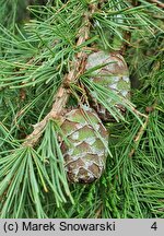 Larix sibirica (modrzew syberyjski)