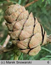 Larix sibirica (modrzew syberyjski)