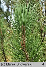 Pinus heldreichii (sosna dalmatyńska)