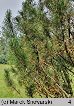 Pinus heldreichii (sosna dalmatyńska)