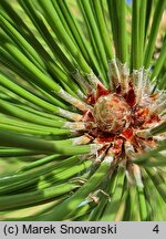 Pinus heldreichii (sosna dalmatyńska)