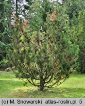 Pinus heldreichii (sosna dalmatyńska)