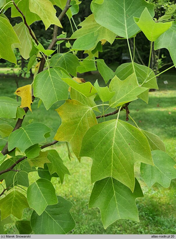 Liriodendron tulipifera Glen Gold